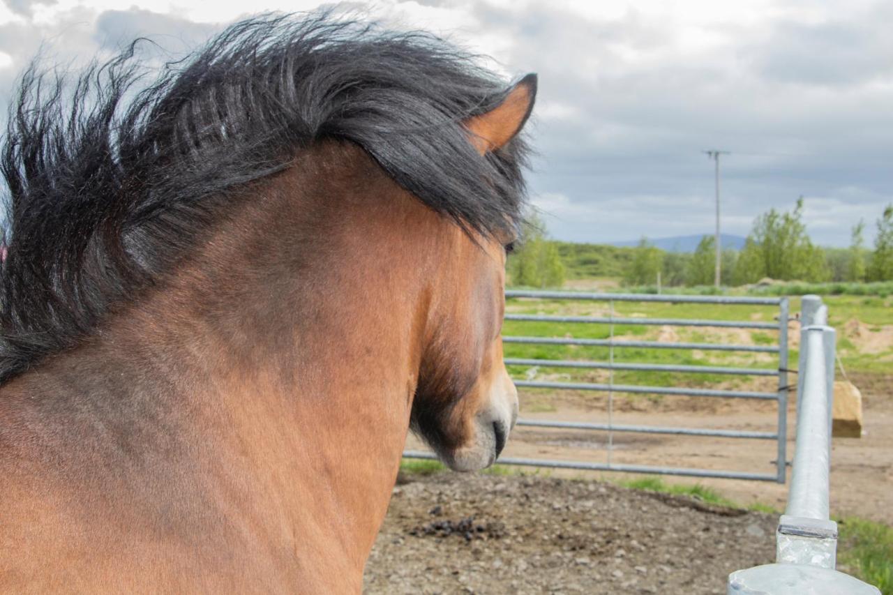 Hestaland Guesthouse Horse Farm Stay Statharhus Exterior foto