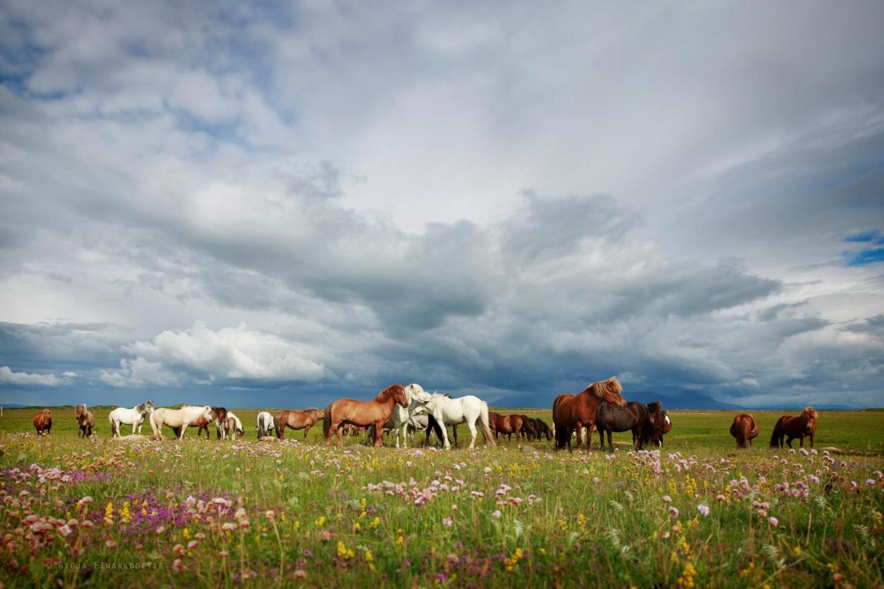 Hestaland Guesthouse Horse Farm Stay Statharhus Exterior foto