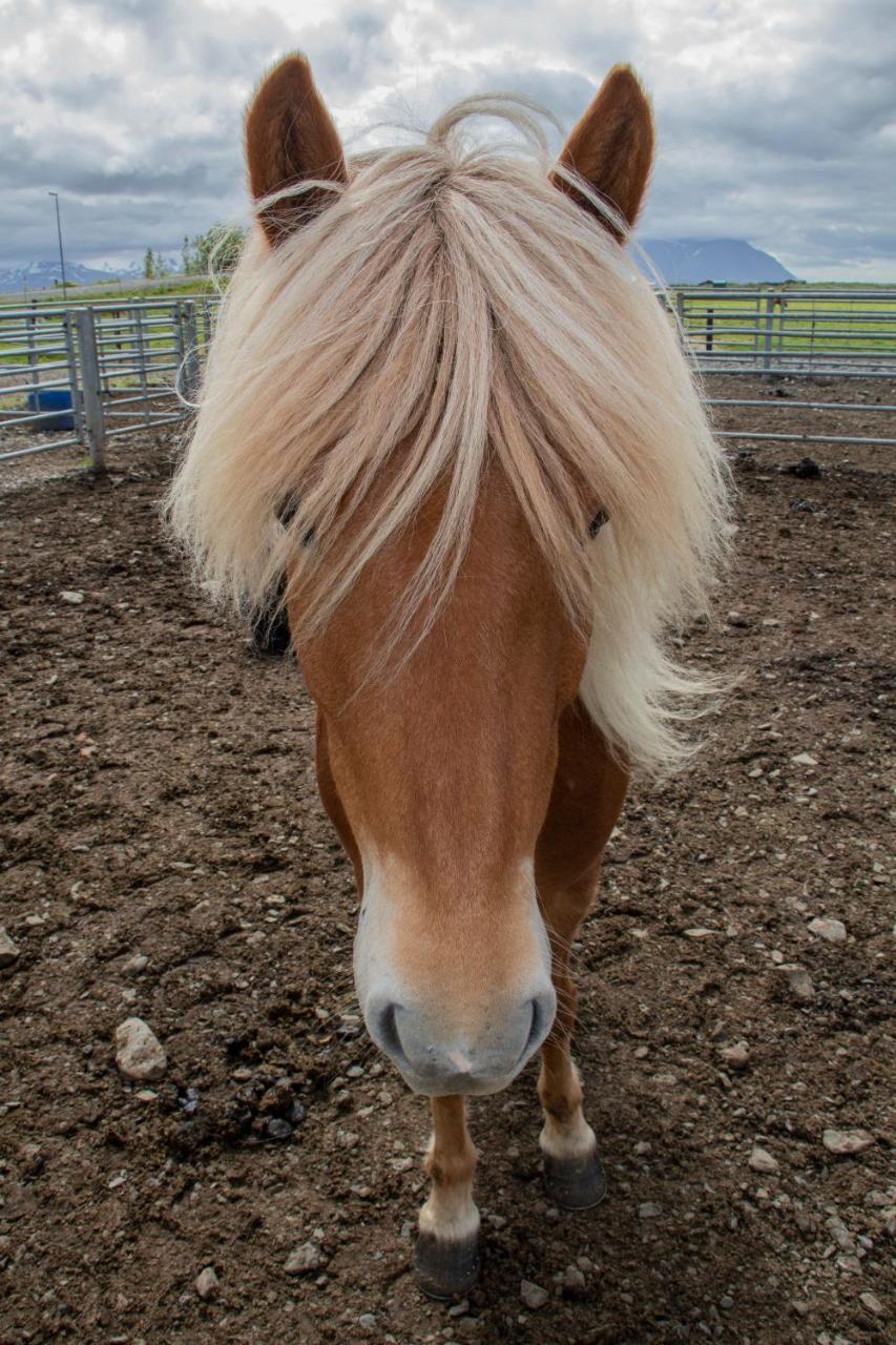 Hestaland Guesthouse Horse Farm Stay Statharhus Exterior foto